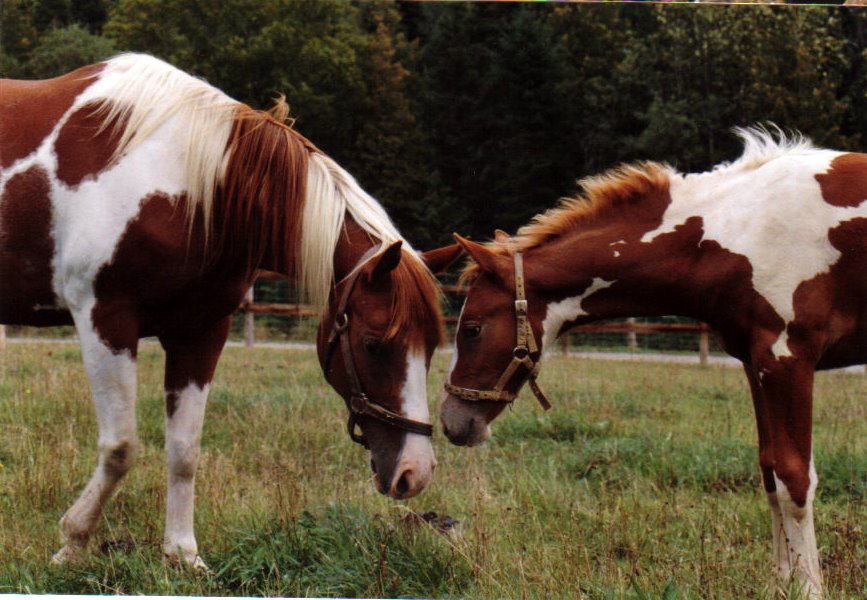 Half brothers Apache and Blaze